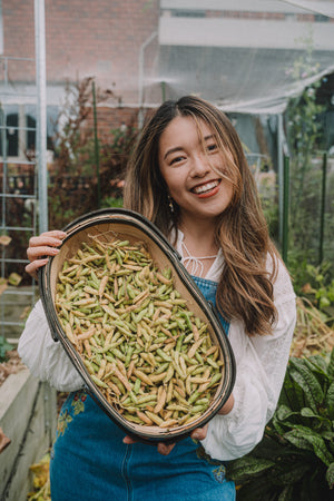 Soy bean, green / edamame (毛豆) seeds