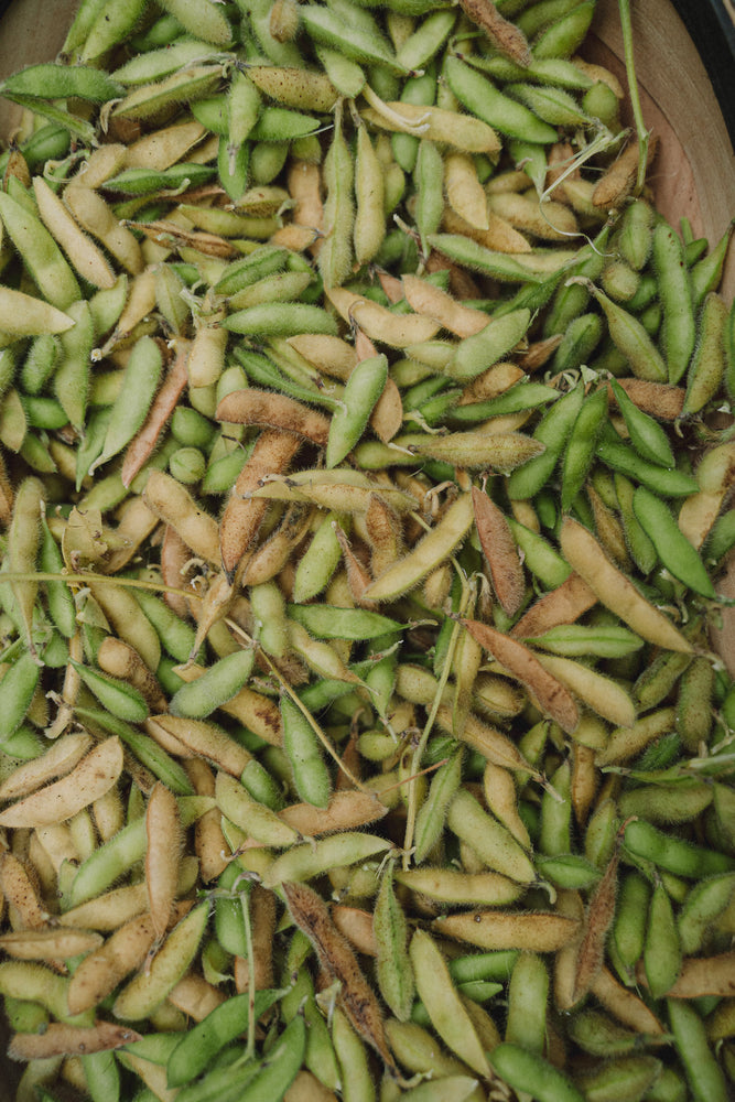 Soy bean, green / edamame (毛豆) seeds