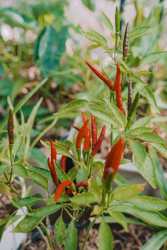 Chilli - Chao Tian Jiao I / Heaven Facing (辣椒) seeds