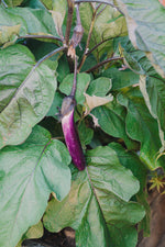 Eggplant – Ping Tung Long (茄子) seeds