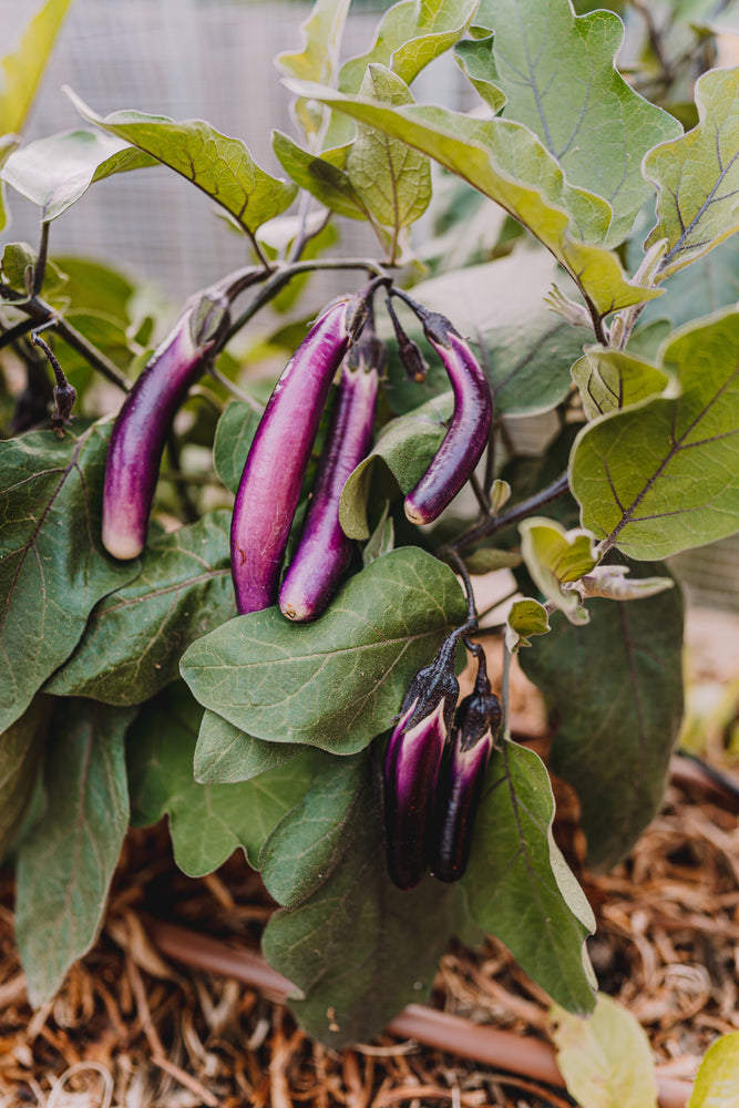 Eggplant – Ping Tung Long (茄子) seeds